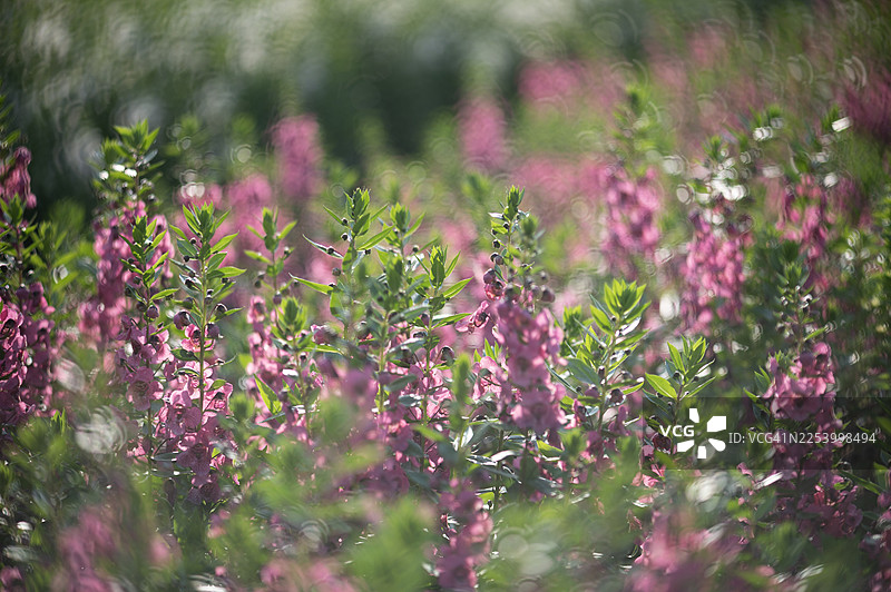 柔和虚化的花朵特写镜头图片素材