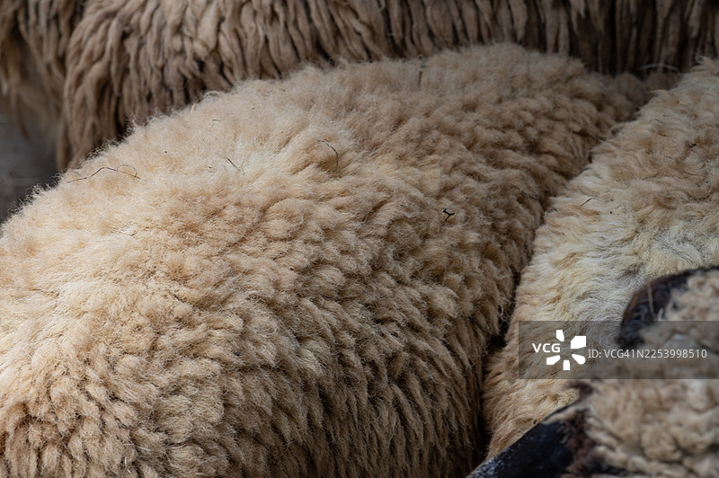 羊毛纹理特写，自然光图片素材