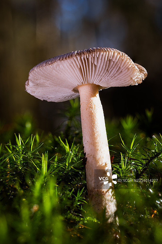 展示了菌褶的蘑菇图片素材