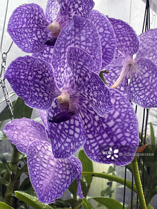 紫色兰花图片素材