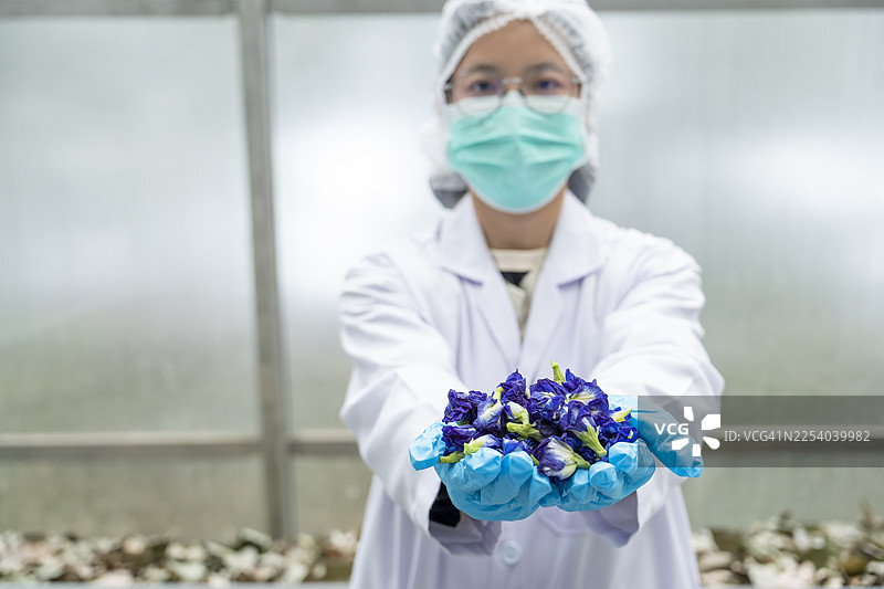 亚洲温室中，年轻亚洲女性科学家（20-30岁）的手部特写，将蝴蝶花花朵递向镜头。图片素材