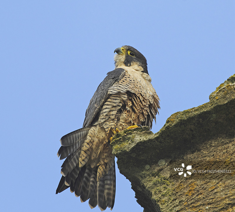 游隼 [Falco peregrinus]图片素材