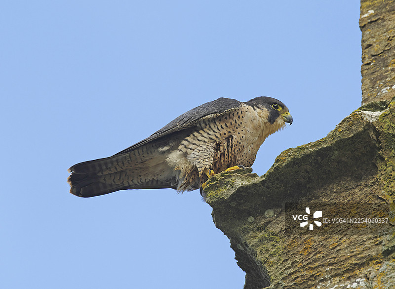 游隼 [Falco peregrinus]图片素材
