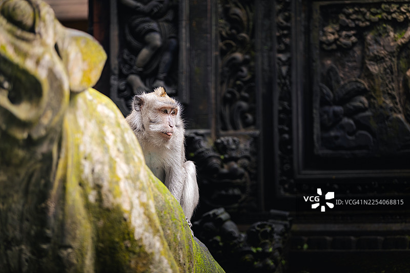 长尾猕猴在巴厘岛乌布的猴林中图片素材