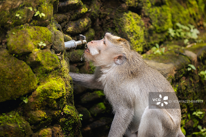 一只口渴的猴子在巴厘岛的猴子森林里，从滴水的水龙头里喝水。图片素材