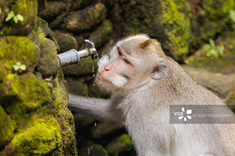 一只口渴的猴子在巴厘岛的猴子森林里，从滴水的水龙头喝水。图片素材
