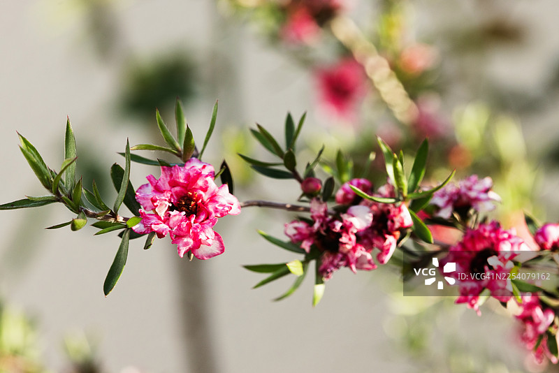 盛开的春季花园-欧洲山毛榉图片素材
