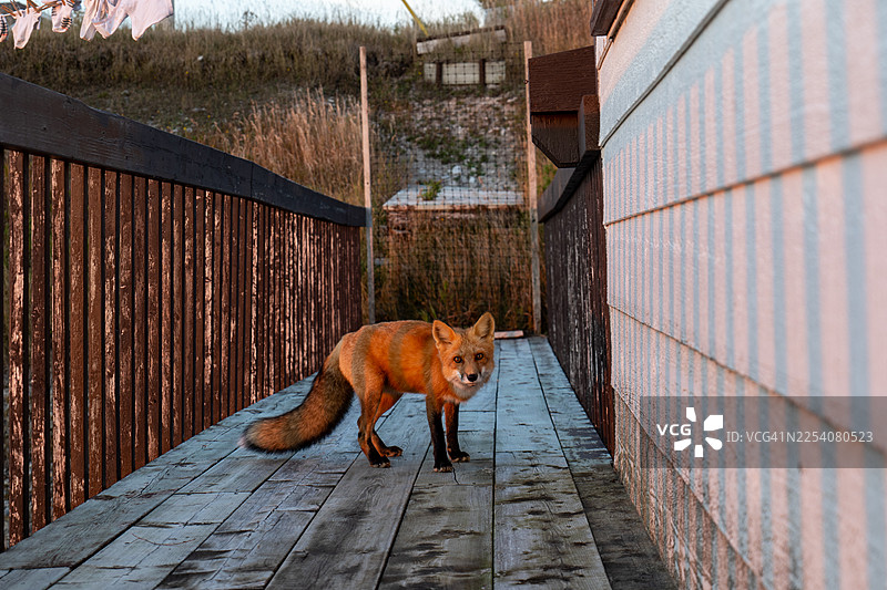 加拿大魁北克省安提科斯蒂岛，梅尼耶港，一只红狐狸站在房屋的木制阳台上，正值日落时分图片素材