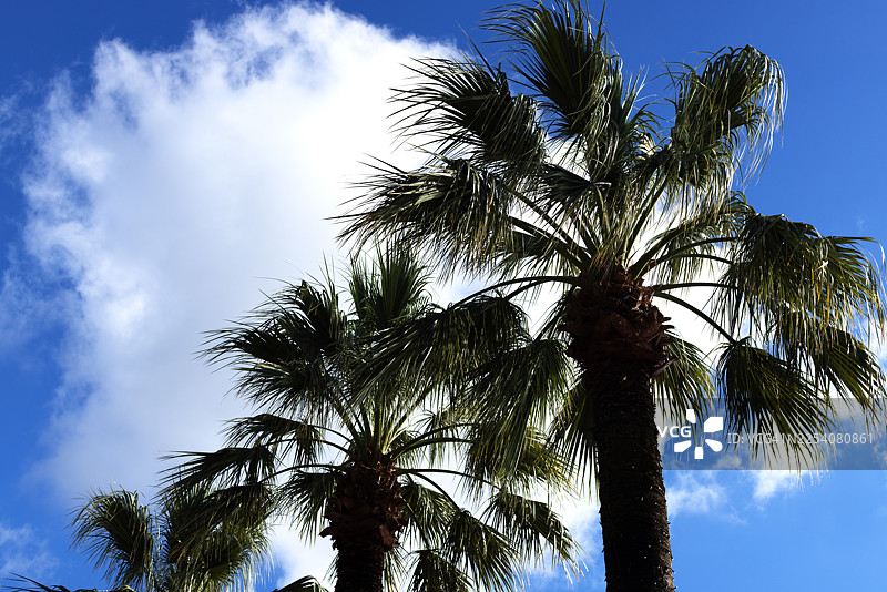 棕榈叶衬托着蓝天，营造出一种休息和放松的氛围图片素材