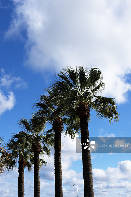 蓝天下的棕榈叶，营造出一种休息和放松的氛围图片素材