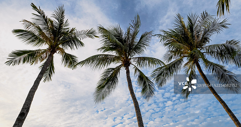 夕阳下的热带棕榈树林，沐浴在温暖的晚霞中图片素材