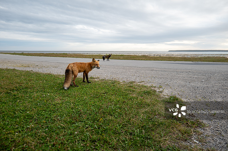 红狐和黑狐在加拿大魁北克省安蒂科斯蒂岛的波特-梅尼耶街道上行走图片素材