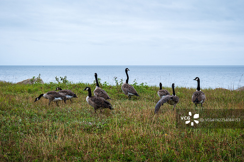 一群加拿大雁在加拿大魁北克省安蒂科斯蒂岛的水边草地上行走图片素材