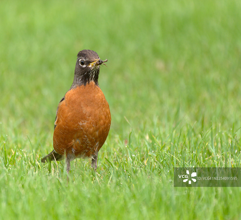 美国知更鸟觅食虫子图片素材