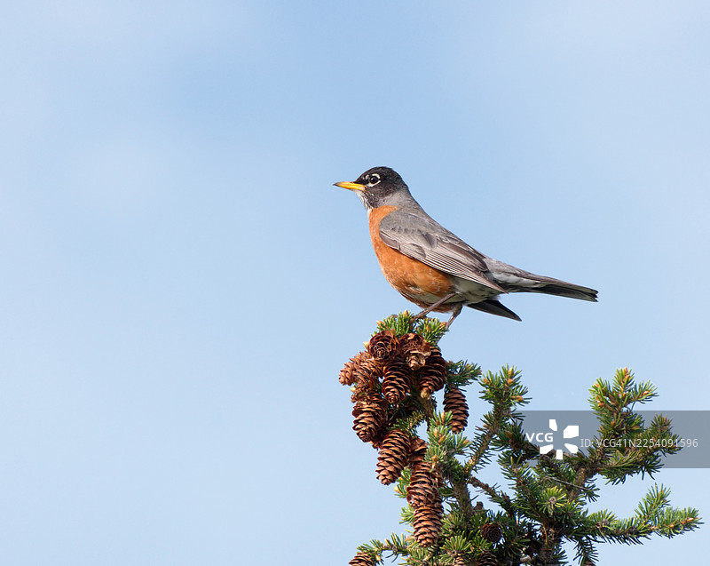 一只美国知更鸟栖息在树梢上图片素材