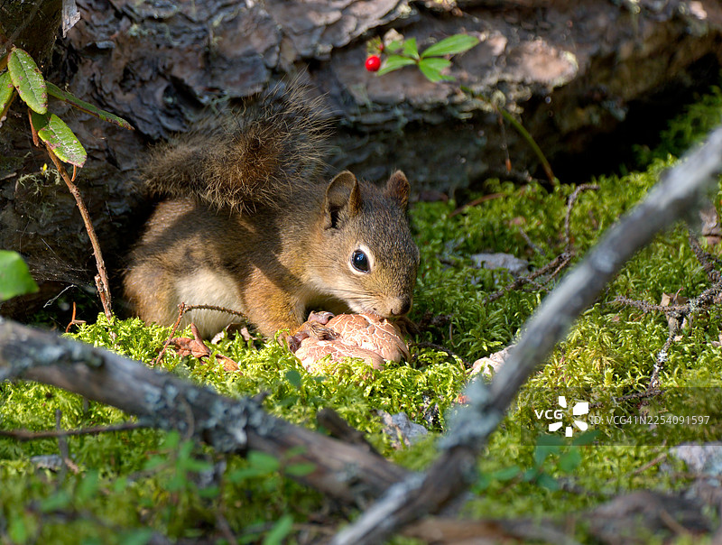 红松鼠正在吃蘑菇图片素材