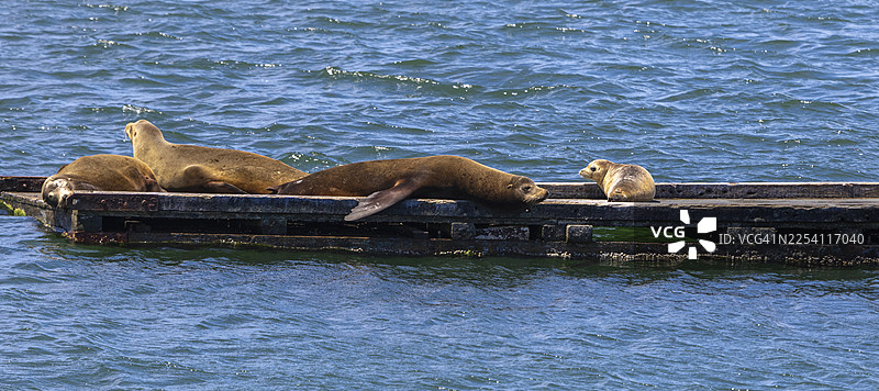 海狮在木筏上 - 月牙城（7）图片素材