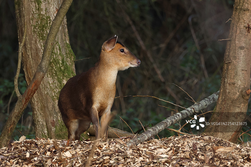 一只雌性赤麂（Muntiacus reevesi）站在林地边缘。图片素材