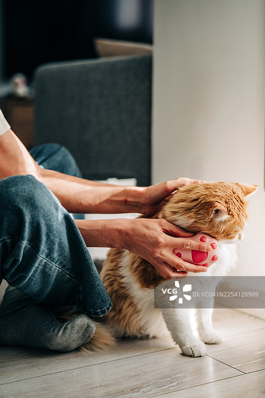 主人用一把粉色的小刷子轻轻地梳理着一只毛茸茸的红白相间的猫咪。图片素材