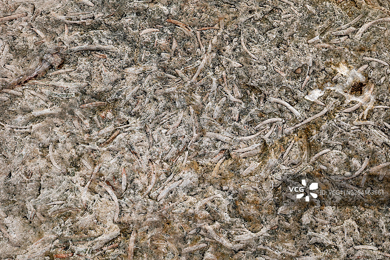 加拿大魁北克省安提科斯蒂岛浅水珊瑚礁动物群图片素材