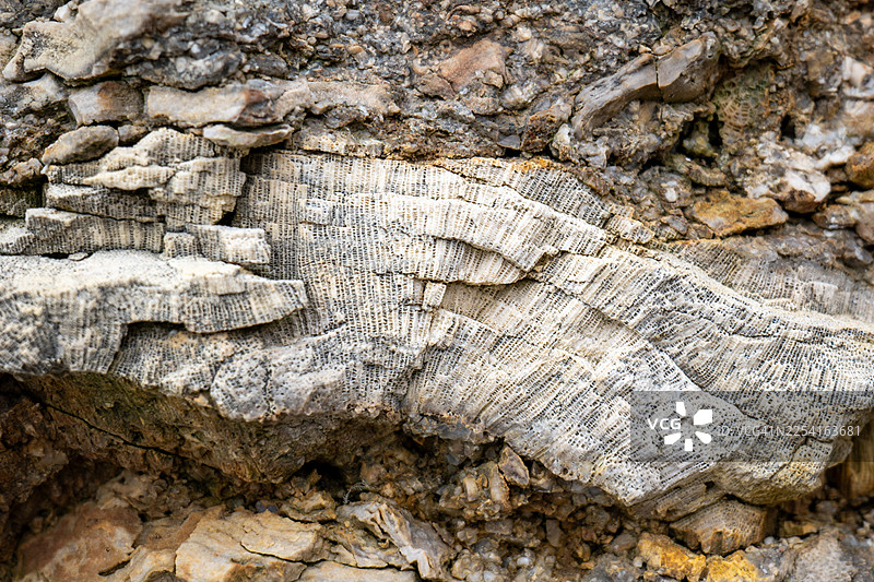 加拿大魁北克省安提科斯蒂岛浅水礁石区的动物群图片素材