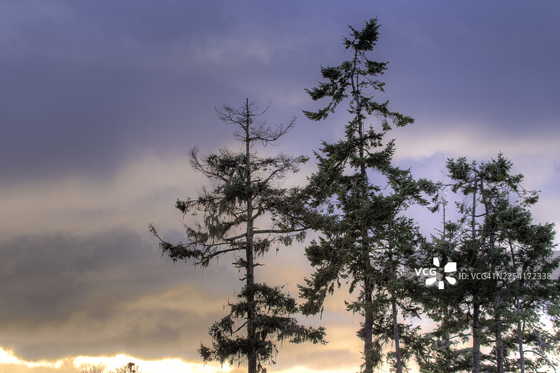 黄昏时分的西加云杉树图片素材