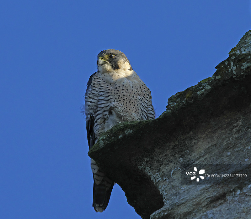 游隼 [Falco peregrinus]图片素材