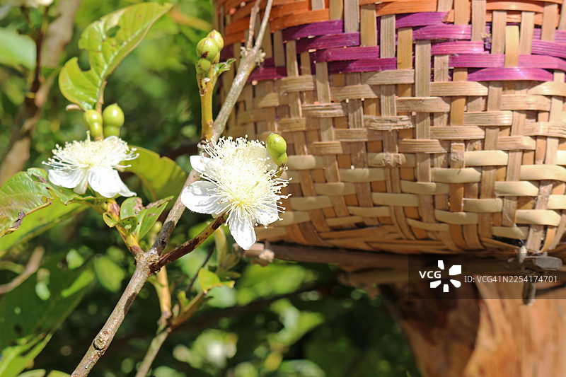 艺术和手工艺品是乡村生活的延伸。男女老少制作描绘当地动物的竹编和木雕。图片素材