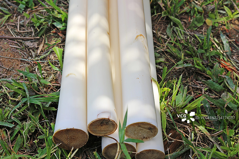 烤棕榈心是瓜拉尼人的传统美食。用其自身的外壳烹制，保留了所有天然的汁液和森林的烟熏风味。图片素材