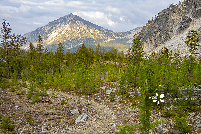 华盛顿州锯齿山脉的落叶松林荫小道图片素材
