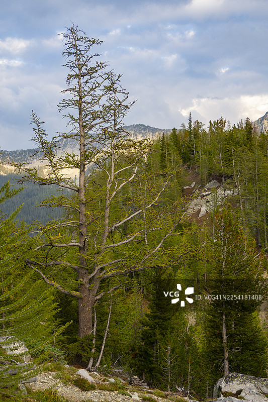 山间的古老落叶松图片素材