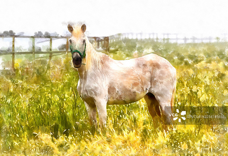 春日里，花丛遍地的草地上，一匹白马，富有绘画质感。图片素材