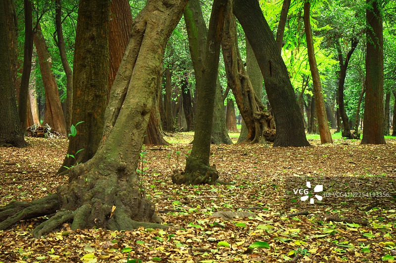 墨西哥城查普尔特佩克公园的树林图片素材