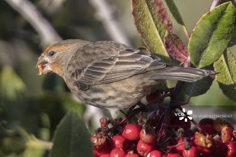 雄性家雀正在吃浆果图片素材