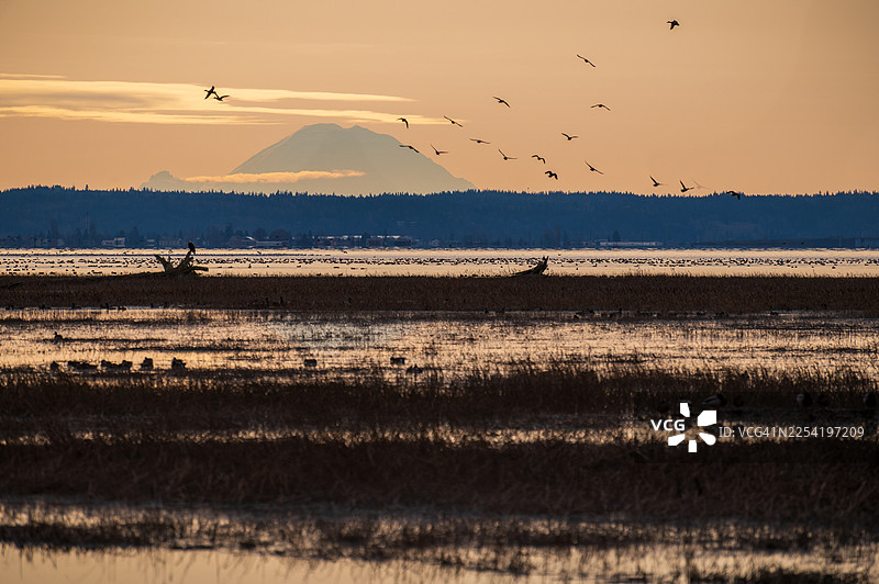菲尔岛农场保护区是一个游戏保护区，位于斯卡吉特县西南部，占地超过 200 英亩，包括恢复的潮间带河口和管理的农田。图片素材