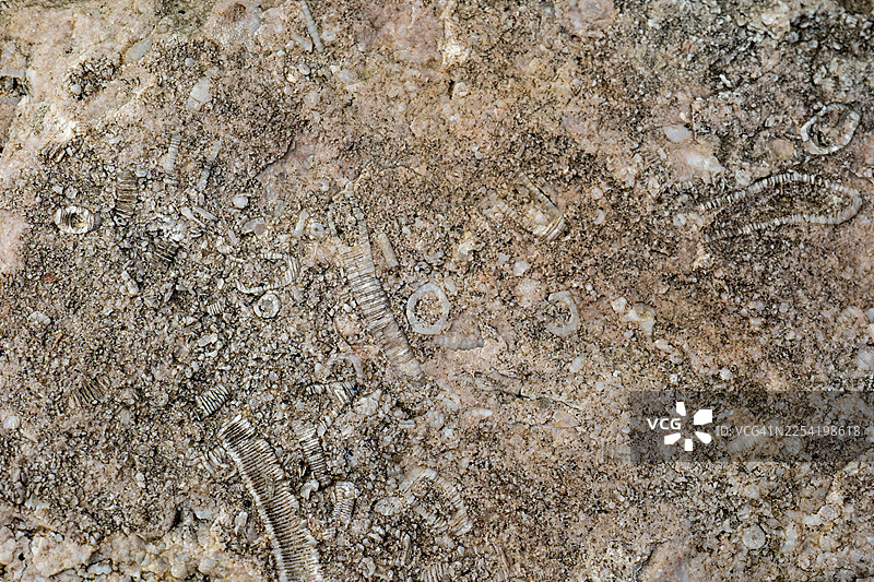 加拿大魁北克省安蒂科斯蒂岛浅水礁区动物群图片素材