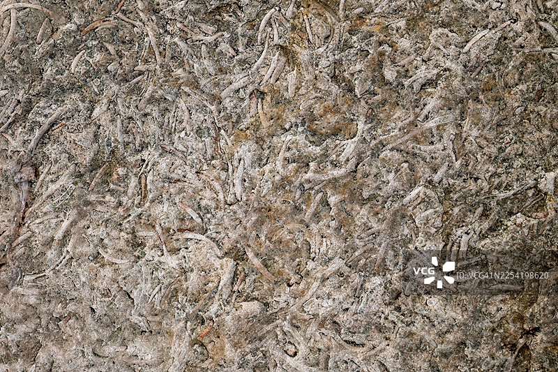 加拿大魁北克省安蒂科斯蒂岛浅水区珊瑚礁动物群图片素材