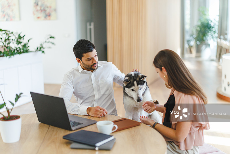 白天明亮的会议上，年轻的专业人士在允许携带宠物的办公室里与哈士奇犬一起工作图片素材