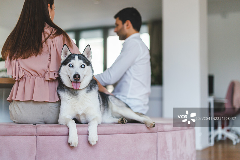 年轻专业人士和哈士奇犬在现代宠物友好型办公空间工作图片素材