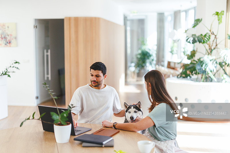 年轻的混血男性和白人女性在明亮的办公室里与西伯利亚哈士奇一起工作图片素材