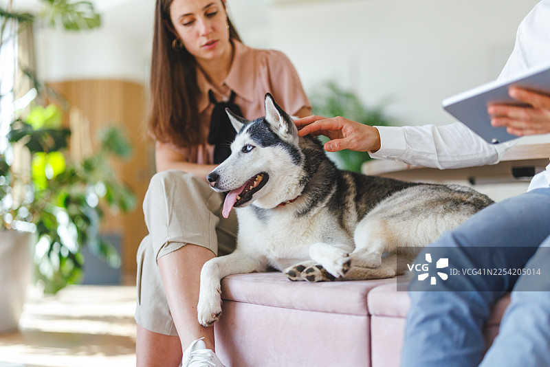 西伯利亚雪橇犬在办公室会议上，与商务专业人士一起，在粉色沙发上放松图片素材