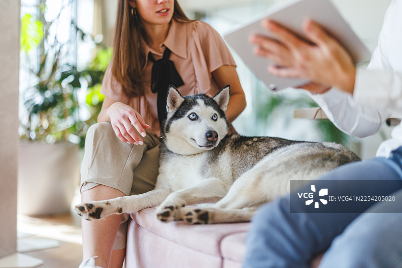 哈士奇在阳光明媚的宠物友好办公室里，与年轻的专业人士一起放松图片素材