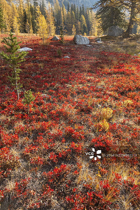 秋天的红越橘草甸图片素材