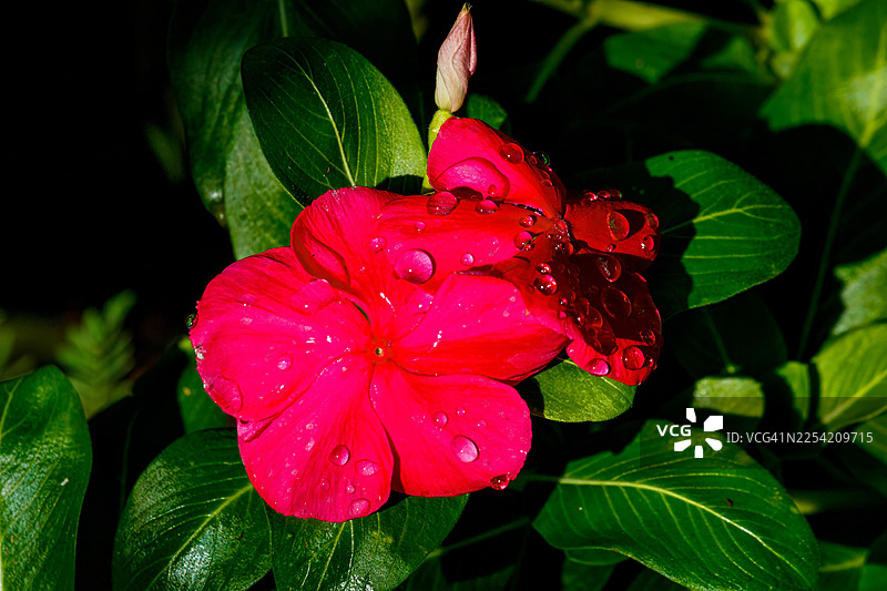 红色长春花图片素材