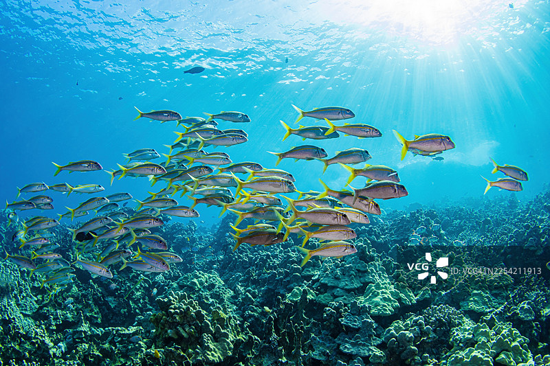 羊 the goatfish 2025年8月17日图片素材