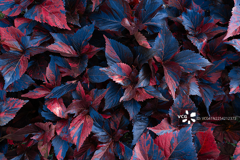 鲜艳的细叶商陆（铜叶）叶子。深红色和紫色的叶子展现出秋天的色彩和复杂的纹理。图片素材