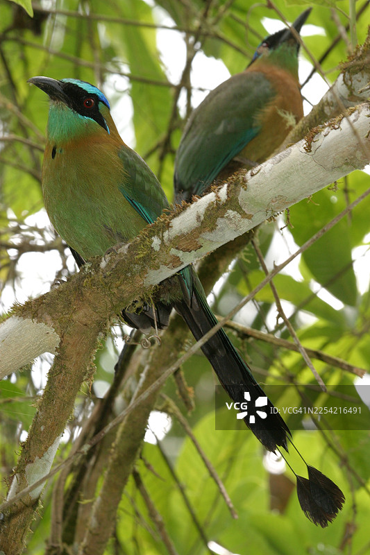 莱森氏毛冠鸟（Momotus lessonii）图片素材