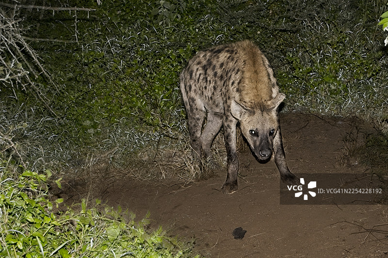 被汽车大灯照到的土狼图片素材