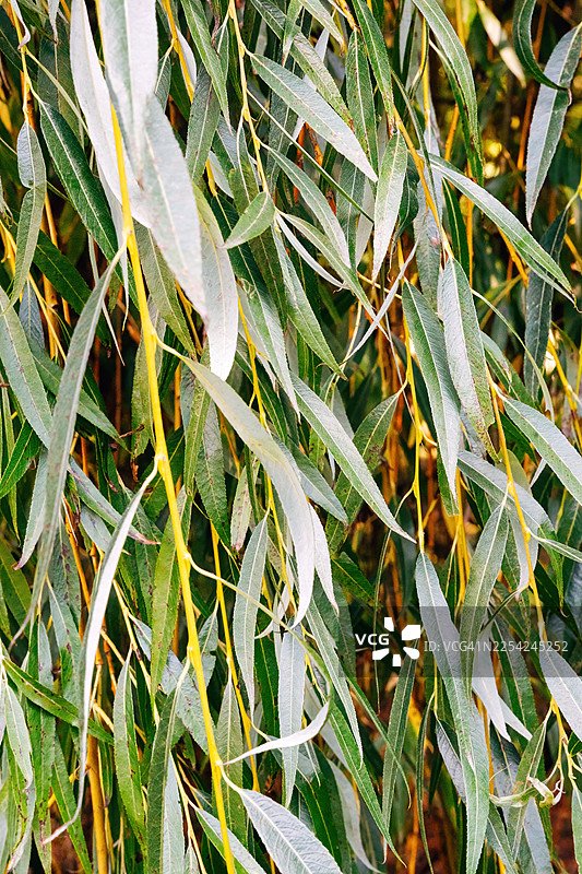 夏季垂柳枝条特写，明亮自然光下优雅垂挂的绿叶图片素材