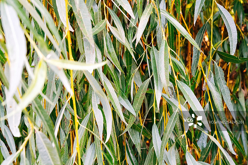 夏日垂柳枝条特写，明亮自然光下的优雅垂坠绿叶图片素材